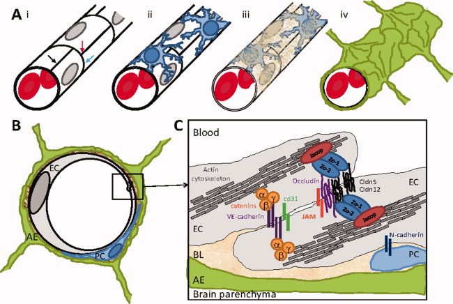 Schematic representation of the blood-brain barrier