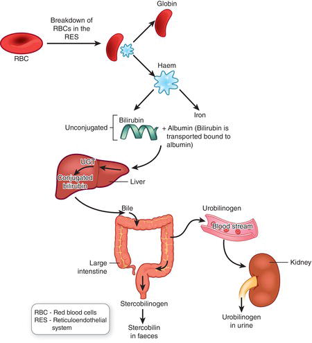 The metabolism of bilirubin — production, hepatic conjugation, and biliary excretion