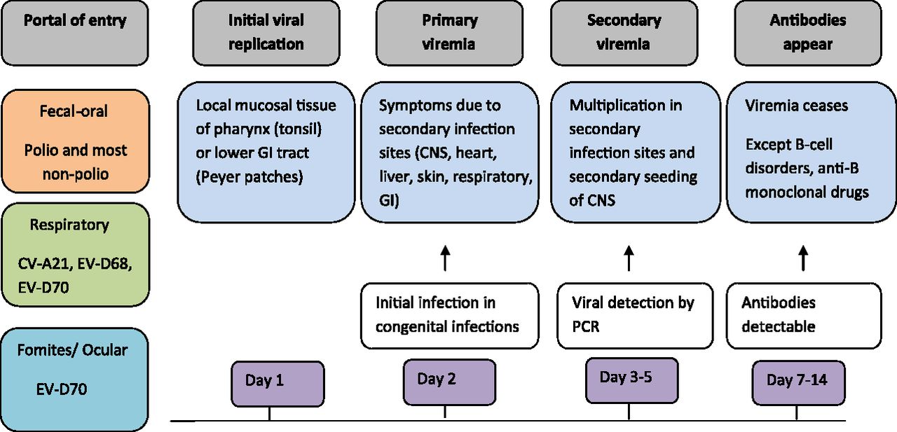 Timeline of events in enterovirus infection: pathogenesis