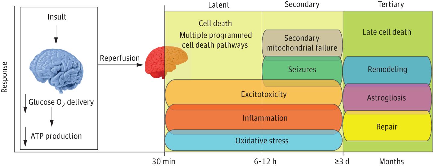 Schematic Overview of the Pathophysiological Features of Hypoxic-Ischemic Encephalopathy