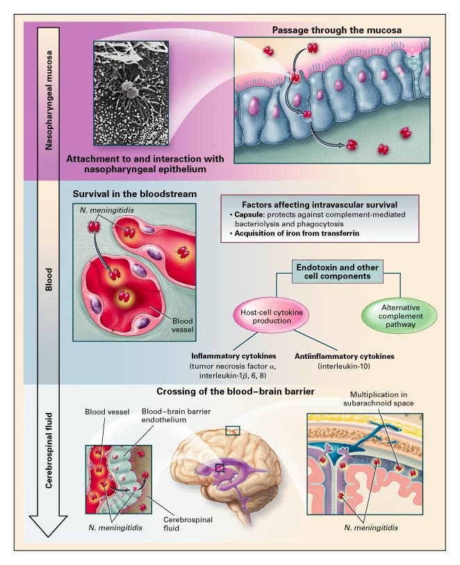 Colonization of Neisseria meningitidis in the nasopharynx and entry into the bloodstream and cerebrospinal fluid