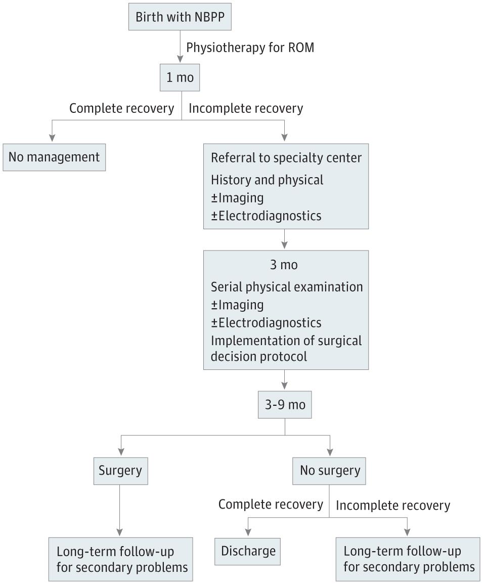 Proposed Management Algorithm for Neonatal Brachial Plexus Palsy (NBPP)