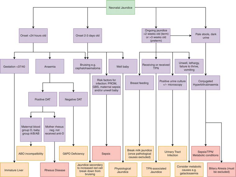 Diagnostic algorithm for the presentation of neonatal jaundice by time of onset