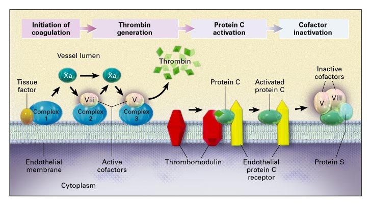 Endothelial activation of coagulation and the protein C pathway