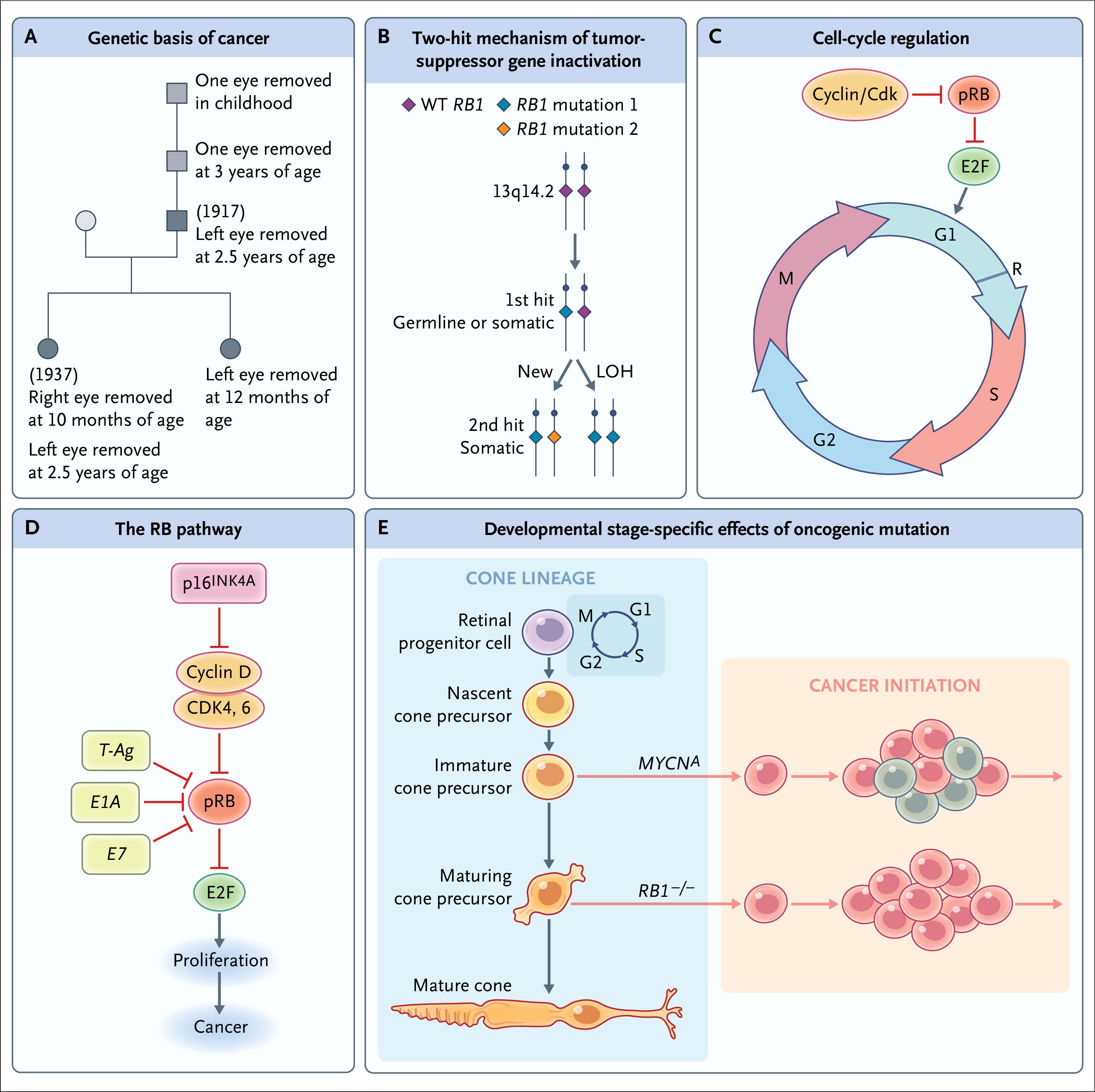 Contributions of Retinoblastoma Research to Our Understanding of Human Tumorigenesis